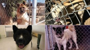 Akitas identified as being involved in bite incidents tied to a kennel in Romoland are seen in images released May 31, 2019, by the Riverside County Department of Animal Services.