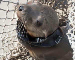 SeaWorld San Diego released another photo of the wounded sea lion pup on May 28, 2019. 