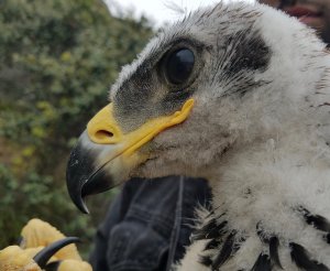 A golden eagle chick is seen in the Santa Monica Mountains on May 8, 2019. (Credit: National Park Service)