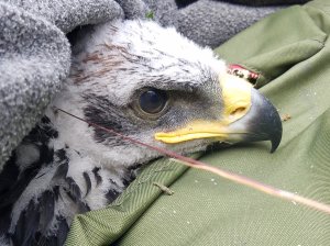 A golden eagle chick is seen in the Santa Monica Mountains on May 8, 2019. (Credit: National Park Service)