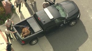 A mama bear and her cub are placed in the bed of a pickup truck after being tranquilized following a confrontation with a man in Sierra Madre on June 10, 2019. (Credit: KTLA)