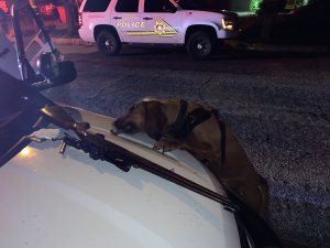 Yucaipa police released this photo of K-9 Dare after the bloodhound helped track down a suspect on June 26, 2019. 