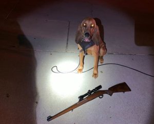 K-9 Dare tracked down the suspect after acquiring his scent. (Credit: Yucaipa Police Department) 