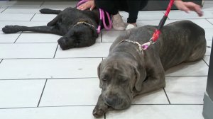 Onyx and Starlett were available for adoption on June 13, 2019, a month after they gained notoriety when they were seen inside a stolen SUV that led police on a wild chase through the San Fernando Valley on May 21, 2019. (Credit: KTLA)