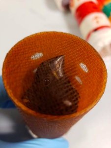 United States Fish and Wild Life Service released this photo of one of the finches seized at JFK Airport.