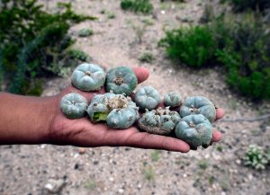 A tourist shows heads of peyote in the desert near the town of Real de 14, in San Luis Potosi State, Mexico, on July 17, 2013. (Credit: ALFREDO ESTRELLA / AFP / Getty Images)