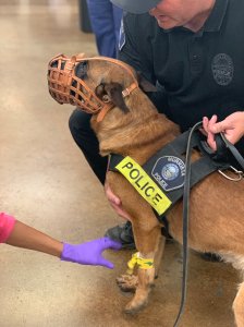 Murrieta Police Department K-9 "Mick" was shot and wounded while helping apprehend a carjacking suspect in Menifee on June 9, 2019. (Credit: Murrieta Police Department)