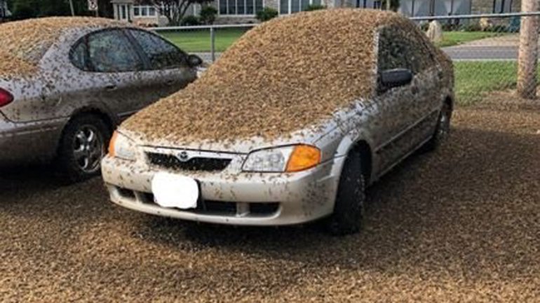 A swarm of mayflies covered cars and the ground in Ohio on June 27, 2019. (Credit: Sue Bixler via CNN)