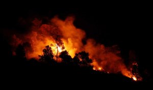 Trees burn during the forest fire west of Tarragona on June 27, in this photo obtained by CNN.