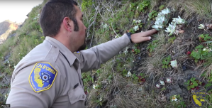 An officer is seen replanting succulents in a Northern California cliff in an undated photo provided by U.S. Fish & Wildlife.