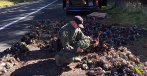 An officer looks through seized succulents before they are replanted in Mendocino and Humboldt county cliffs in an undated photo provided by U.S. Fish & Wildlife.