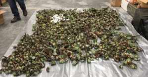 Dudleya plants that were seized by officers in April 2018 are seen laying on a tarp in an undated photo provided by the California Department of Fish & Wildlife.