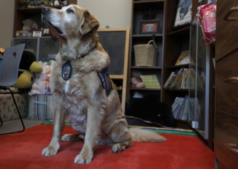Scottie, a golden retriever with the Hawthorne Police Department, was the first police facility dog in the state. (Credit: Francine Orr / Los Angeles Times)