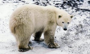 A polar bear is seen in a file photo. (Credit: GUY CLAVEL/AFP/Getty Images)