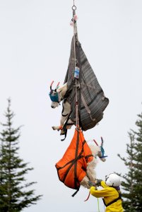 Government officials work to airlift blindfolded goats back to their native habit in Washington on July 10, 2019. (Credit: Elaine Thompson/AP via CNN)