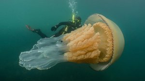 A diver swims beside a barrel jellyfish. (Credit: Dan Abbott/Wild Ocean Week)