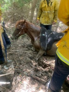 Firefighters rescue a horse at the Hansen Dam Recreation Area on Aug. 17, 2019. (Credit: Los Angeles Fire Department)