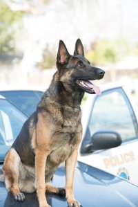 Long Beach PD K-9 Ozzy