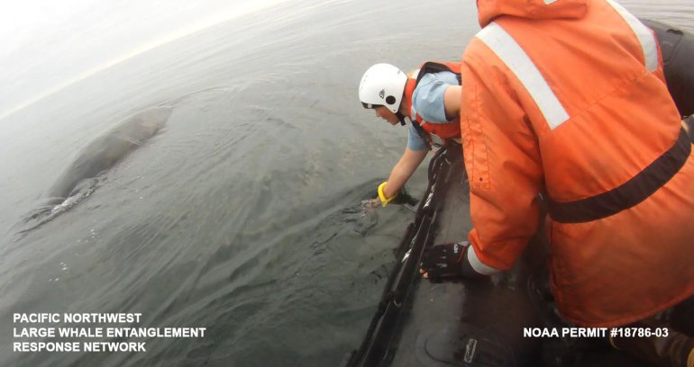 A team from the Pacific Northwest Large Whale Entanglement Response Network approaches an entangled humpback whale (Credit: NOAA)