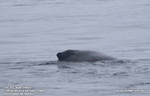 A humpback whale swims away after being freed from ropes. (Credit: NOAA)