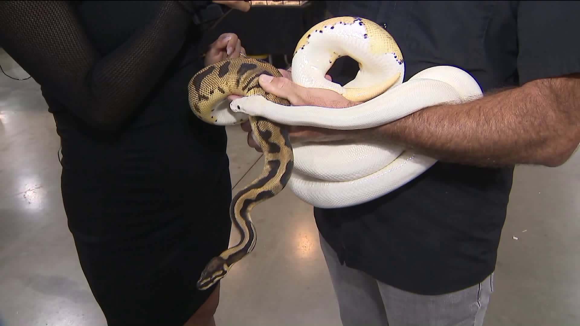 Reptile Super Show Slithers Into Pomona KTLA