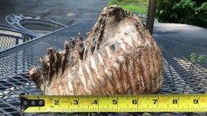 A closeup view of the woolly mammoth tooth. (Credit: The Inn at Honey Run)