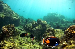 Fish pass over a coral reef at Hanauma Bay on January 15, 2005 in Honolulu, Hawaii. (Credit: Donald Miralle/Getty Images)