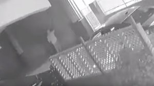 This still from video released by LAPD on Sept. 27, 2019, shows a person spray-painting swastikas on buildings in the San Pedro area on Sept. 1, according to police.