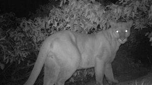 On Sept. 18, 2019, the National Park Service released this photo of the uncollared male believed to have chased P-61.