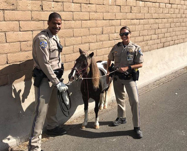 California Highway Patrol officer's wrangled an escaped pony along the 91 Freeway in Long Beach on Sept. 29, 2019. (Credit: CHP)