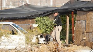 An investigators carried a marijuana plant during a raid at an illegal grow site in North Palm Springs on Sept. 19, 2019. (Credit: Riverside County District Attorney's Office)