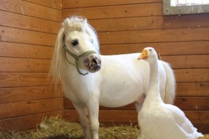 Hemingway the farm goose and Waffles the miniature horse were inseparable roommates at the Society for the Prevention of Cruelty to Animals in Bucks County, Pennsylvania. (Credit: Bucks Co. SPCA via CNN Wire)