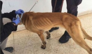 Bomb-sniffing dogs sent from the United States to its Middle Eastern ally Jordan are falling ill and dying due to poor treatment and negligence, a federal investigation has found. (Credit: Department of State Office of the Inspector General/Canine Validation Center via CNN Wire)