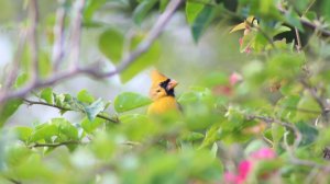 This photo of an extremely rare yellow northern cardinal was taken by Tracy Workman and distributed by CNN on Oct. 16, 2019.