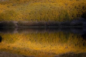 Yellow aspen leaves are reflected in North Lake, in in Inyo National Forest west of Bishop, on Oct. 6, 2019. (Credit: Francine Orr / Los Angeles Times)