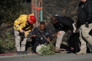 An L.A. Fire Department arson team investigates a branch near a utility pole where the Getty Fire may have started along the 1700 block of North Sepulveda Boulevard. (Credit: Gary Coronado/ Los Angels Times)