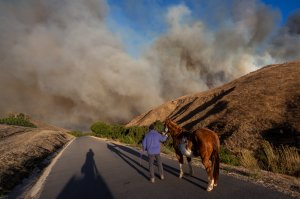 A man evacuates horses as the Easy Fire approaches on Oct. 30, 2019 near Simi Valley. (Credit: David McNew/Getty Images)