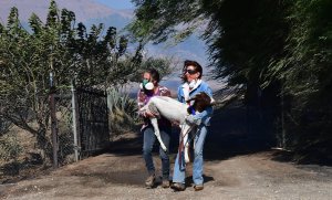 Robyn Phipps, left, and Laura Horvitz help rescue a goat from a ranch near the Ronald Reagan Presidential Library near Simi Valley during the Easy Fire on Oct. 30, 2019. (Credit: Frederic J. Brown / AFP / Getty Images)