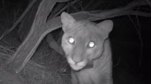 P-53 is seen in an image from a video released by the National Park Service on July 15, 2019.