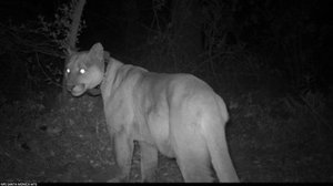 P-30 is seen in an undated image from the National Park Service. 