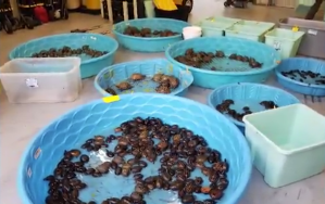 Wild turtles that captured to be sold sold illegally in Florida are seen in this undated photo. (Credit: Florida Fish And Wildlife Conservation Commission via CNN)