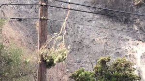 LAFD shared this image of a tree branch that fell on power lines and apparently sparked the Getty Fire on Oct. 28, 2019.