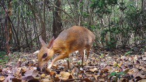 A camera trap photo of a silver-backed chevrotain, a deer-like creature that was thought lost to science but has been discovered living in the wild in Vietnam. (Credit: Southern Institute of Ecology/Global Wildlife Consesrvation/Leibniz Institute/NCNP)