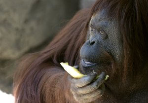 Sandra the orangutan eats some fruit at Buenos Aires' zoo, on Dec. 22, 2014. (Credit: Juan Mabromata/AFP via Getty Images)