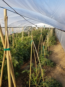 Marijuana plants grown illegally in Anza on Nov. 26, 2019. (Credit: Riverside County Sheriff's Department)