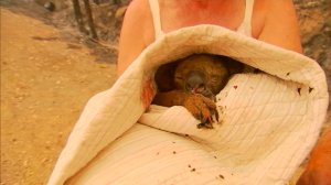 Lewis the koala was wrapped in a duvet after being rescued from a bushfire in Australia. (Credit: Nine News Australia via CNN)
