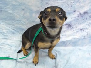 Bella, a 5-year-old miniature pinscher mix, is among dozens of dogs at spcaLA looking for a forever home. 