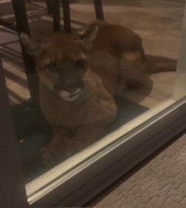 The Simi Valley Police Department released this photo of the mountain lion. 