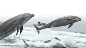 Bottlenose dolphin jump beside a whale watching vessel on Dec. 5, 2019. (Credit: Chelsea Mayer)