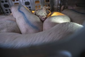 Pigs look out as they arrived for slaughter at the Farmer John processing plant in Vernon. (Credit: Robert Gauthier / Los Angeles Times)